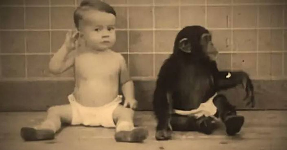 Baby forced to live with chimp in gruesome experiment organised by own parents
